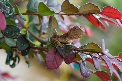 Close-up of butterfly pollinating on flower