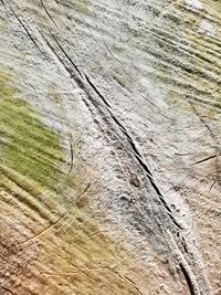 Full frame shot of tree trunk