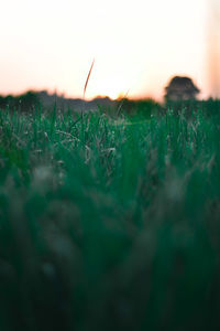 Surface level of grass on field against sky