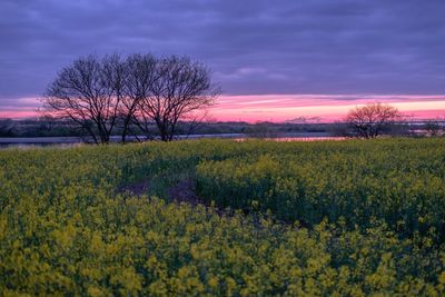 Scenic view of field against sky during sunset