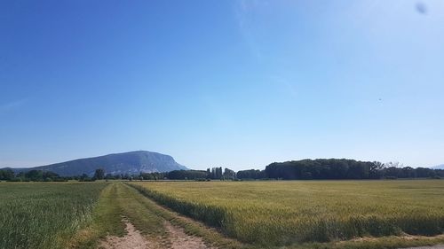 Scenic view of field against clear blue sky