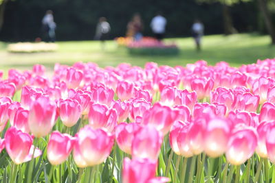 Close-up of pink flowering plants on field