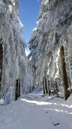 Snow covered trees against clear sky