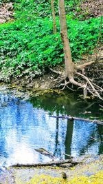 Scenic view of forest