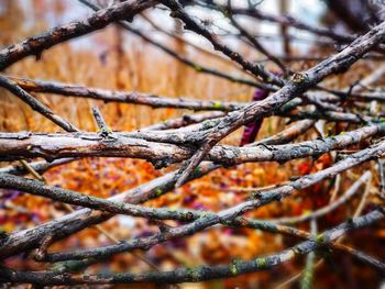 Close-up of snow on branch