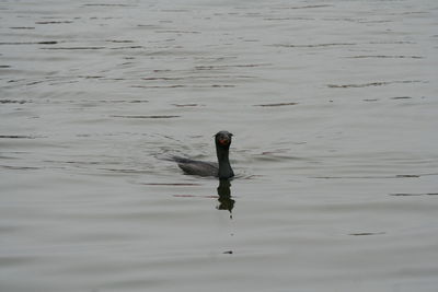 View of a bird in water