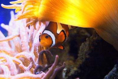 Close-up of clown fish swimming in fish tank