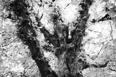 Close-up of tree trunk