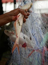 Close-up of hand holding fish