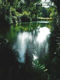 Scenic view of lake in forest