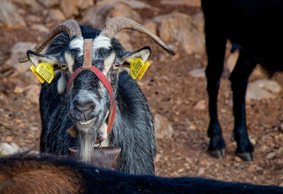Portrait of goat on field