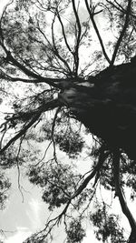 Low angle view of trees in forest
