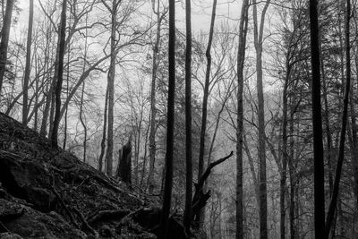 Bare trees in forest