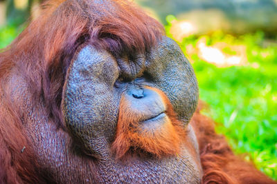 Close-up of a monkey