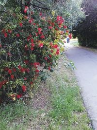 Close-up of red flowers