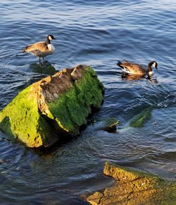 Duck swimming in lake