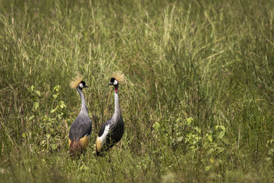 Birds in a field