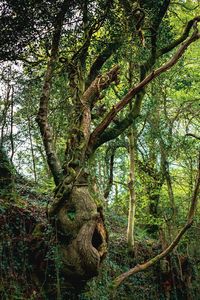 Trees growing in forest