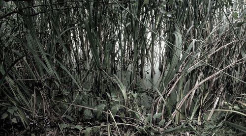 Plants growing on field