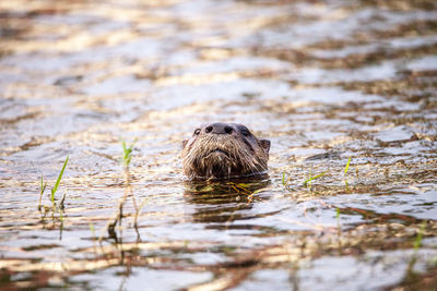 Portrait of duck swimming in lake