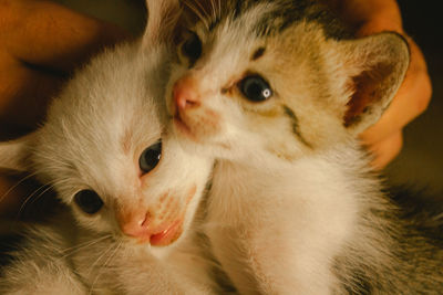 Close-up of cute kitten