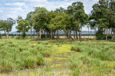 Trees on field against sky