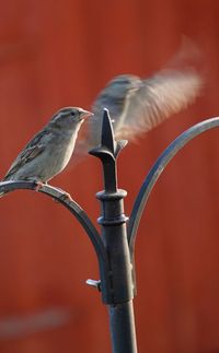 Close-up of bird perching on metal