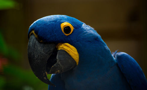 Close-up of a parrot