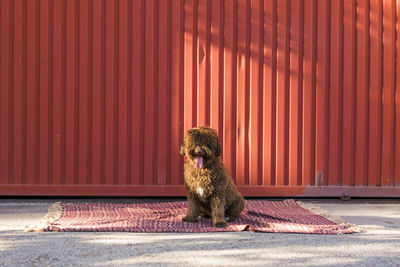 Black dog sitting outdoors