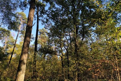 Low angle view of bamboo trees in forest