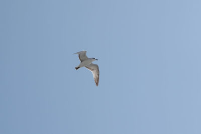 Low angle view of seagull flying