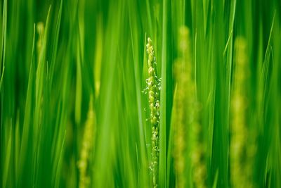 Close-up of water drops on grass