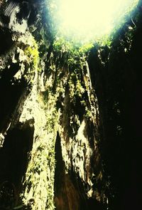 Low angle view of trees against sky