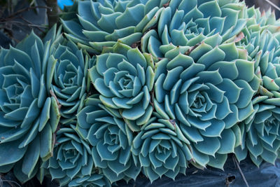 Full frame shot of plants