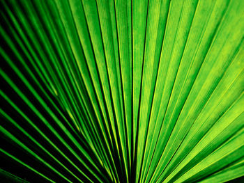 Full frame shot of palm leaf