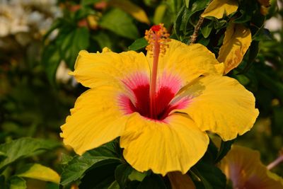 Close-up of yellow flowering plant