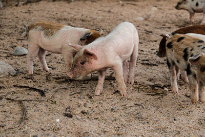 Sheep standing in a field