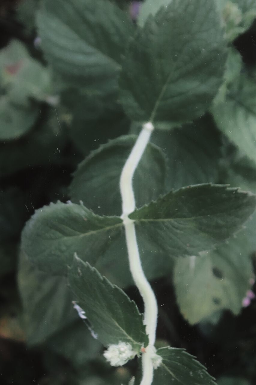 FULL FRAME SHOT OF FRESH LEAF