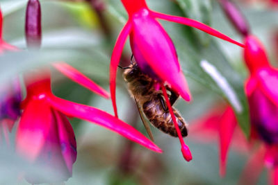 Close-up of bee pollinating on pink flower