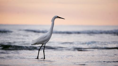 View of a bird on beach