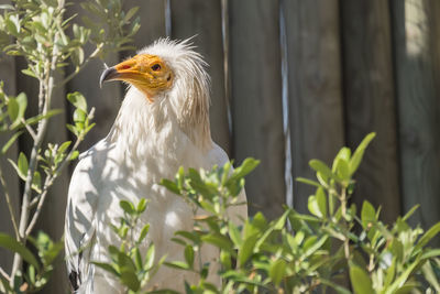 Close-up of bird