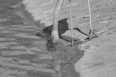 Close-up of flamingo drinking water from lake