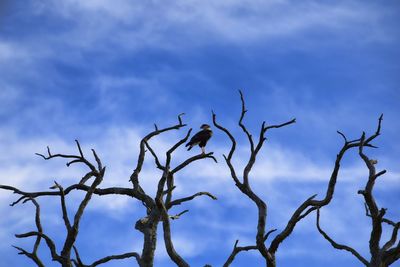 Low angle view of bird perching on tree against sky