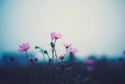 Close-up of pink flowering plant on field against sky