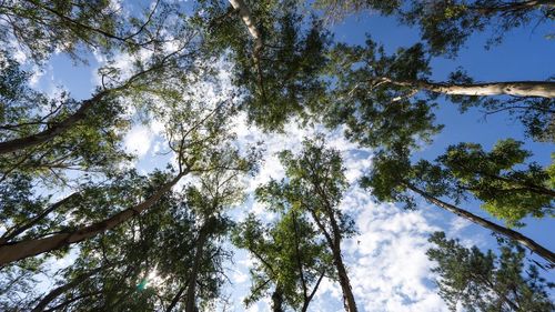 Low angle view of trees against sky