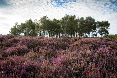 Plants growing on field against sky