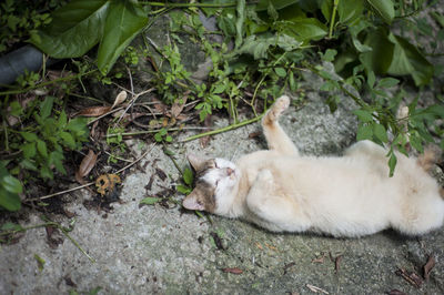 High angle view of cat sleeping