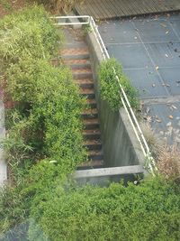 High angle view of plants by trees