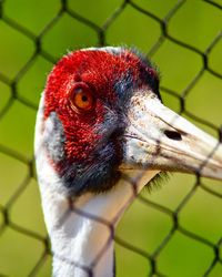 Close-up portrait of bird in cage