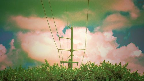 Plants and electricity pylon against sky